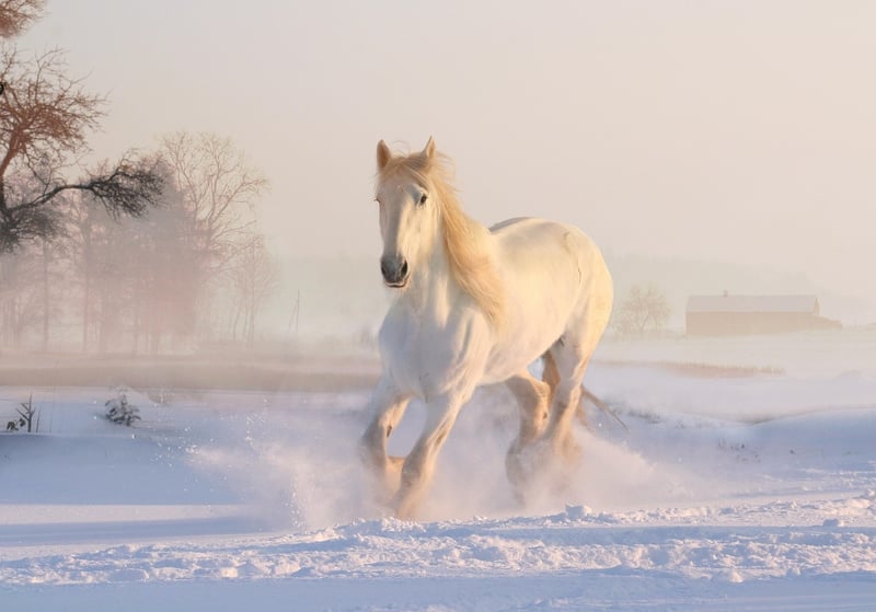 Wild West Horse Riding